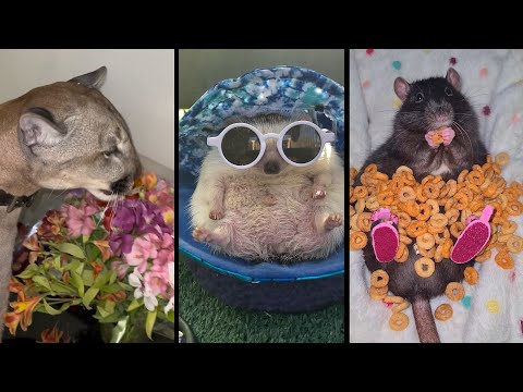 Видео: Cute and funny ANIMALS🐯Videos🔶 Сompilation  # 5🔶