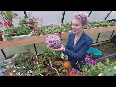 Видео: КАЛЛИЗИЯ ПОЛЗУЧАЯ-РОЗОВАЯ ПАНТЕРА.ОБЗОР РАСТЕНИЯ.2021