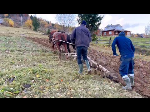 Видео: Коні в осінній роботі в с.Космач. Молода кобилка на продажу.