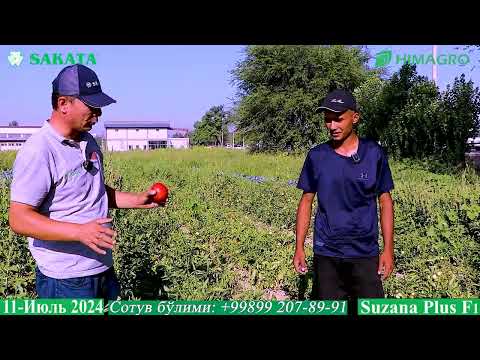 Видео: Tанишинг: Сакатанинг очиқ дала помидорлари 2-қисм (Tomato-Sakata)