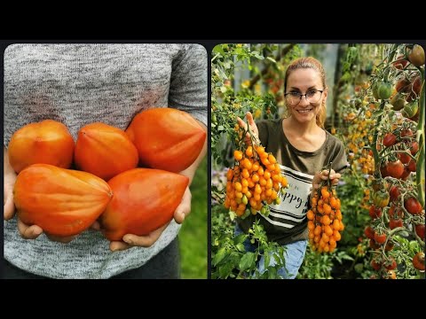 Видео: Прогуляемся по августовскому огороду? 2021