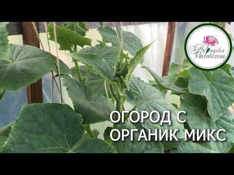 Видео: ОГОРОД С ОРГАНИКМИКС