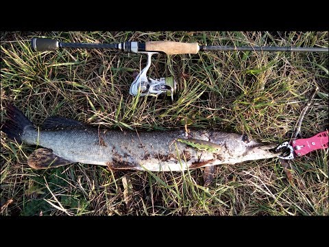 Видео: ОПЯТЬ ЭТОТ ПОППЕР ВЫРУЧАЕТ! Ловля Щуки в Сентябре 2019. Осенний Спиннинг на Речке.
