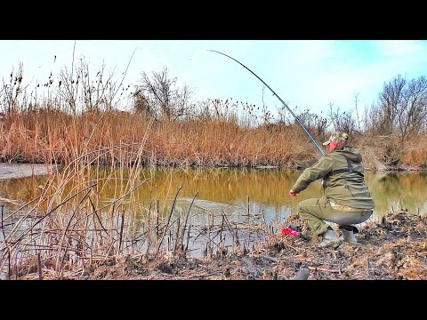 Видео: КАРАСИ-КОНИ! МОЩНЫЙ КЛЕВ НА ПОПЛАВОК, ТОЛЬКО ЗАБРАСЫВАЙ!