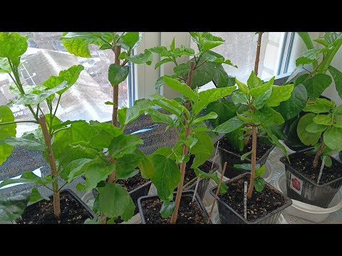 Видео: Ура!!! Результаты укоренения сортовых гибискусов. Результаты обрезки гибискусов. Садовая аптечка.
