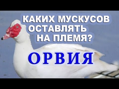 Видео: Как  улучшить  весовые показатели - Мускусные утки. Тонкости разведение мускусов. Измельчание стада