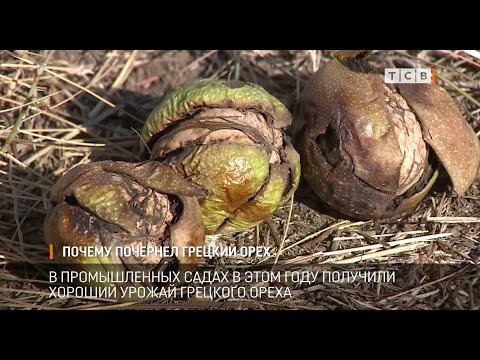 Видео: Почему почернел грецкий орех