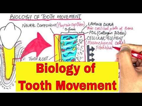 Видео: Биология перемещения зубов: Часть 1 | Ортодонтия