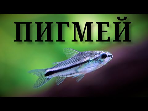 Видео: Сомик коридорас Пигмей — аквариумный коротышка!