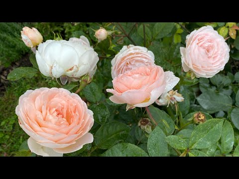 Видео: #42 Розы и дыхание осени(Новалис,Наутика,Оливия Роуз,Транквилити,Тсумуги,Эмильен Гийо,Капри,Бриоза)