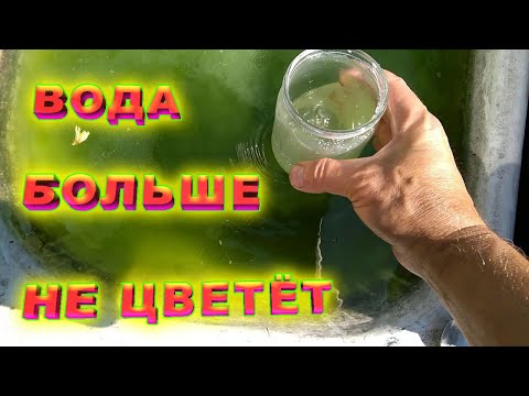 Видео: Зацвела вода в бочках. Используем известь. Очистка воды. Вода после этого не цветёт.