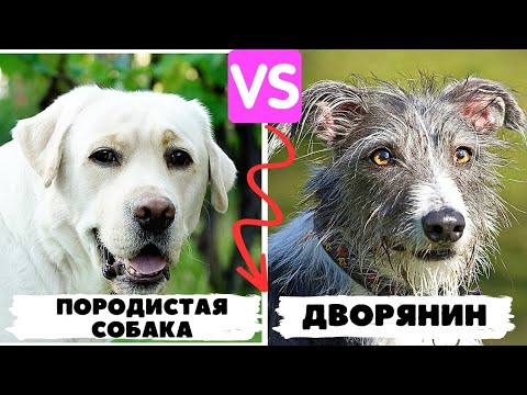 Видео: 🐕🐾📝 Породистая собака vs беспородная собака как домашние любимцы