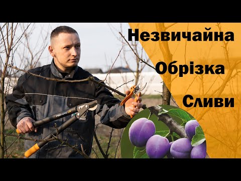 Видео: Обрізка сливи ренклод. Формування дорослої сливи на урожай. Слива Ренклод біла