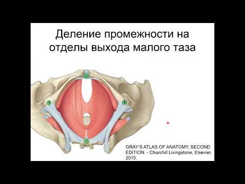 Видео: Промежность.  Диафрагма таза