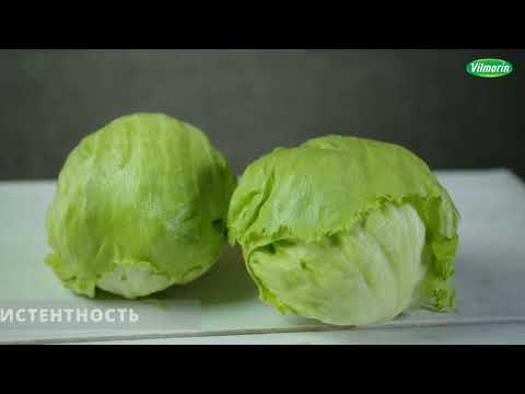 Видео: Сочный, свежий, хрустящий: салат «Айсберг» от компании «Вильморин»