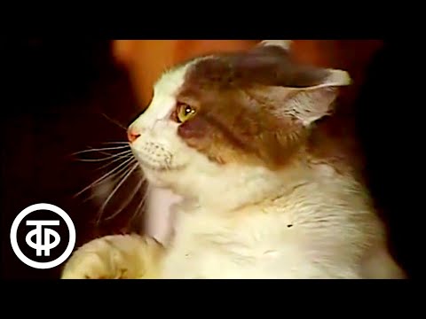 Видео: Клоун Юрий Куклачев показывает номер "Повар и кот". Новогодние "Театральные встречи" (1976)