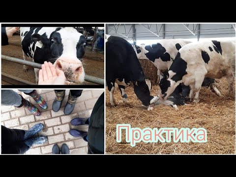 Видео: УЕХАЛИ К КОРОВАМ 🐄//Практика в хозяйстве на втором курсе ветфака//Жизнь студента-ветеринара