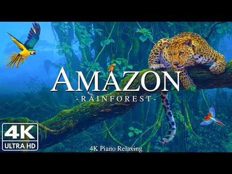 Видео: Amazon 4K - расслабляющая музыка с красивым природным пейзажем - Удивительная природа