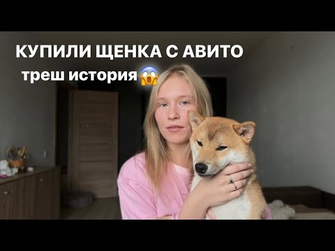 Видео: КУПИЛИ ЩЕНКА СИБА-ИНУ НА АВИТО / как нас обманул заводчик