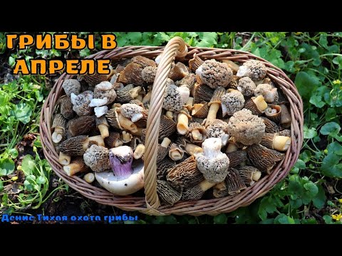 Видео: Корзина весенних лесных и степных грибов
