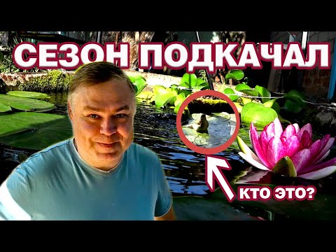 Видео: СЕЗОН ПОДКАЧАЛ! Рыбы выжили? ВНЕЗАПНЫЙ ГОСТЬ! И важное сообщение.