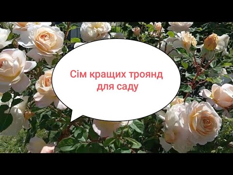 Видео: 🌟💥🌹ТОП-7 троянд сезону 2024 року!Прекрасні,рясноквітучі,невибагливі!Рекомендую!🤔🌞