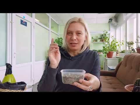 Видео: Вырастить кактус из семян? Легко!