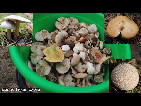 Видео: Денежками весь лес зарос | Коллибии масляной в сосновых борах валом