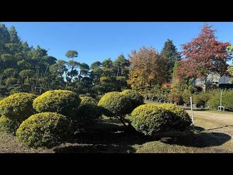 Видео: Питомник декоративных растений в г. Wiesmoor , Германия 🌟 Baumschule in Wiesmoor 🌟
