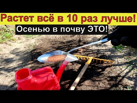 Видео: НАВСЕГДА ОТКАЗАЛСЯ ОТ НАВОЗА! Осенью делаю так и всё растет как на дрожжах 100%