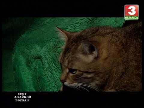 Видео: Святло далёкай зоркі. Уладзімір Бузук