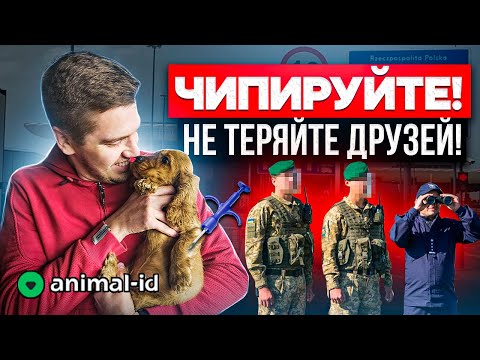 Видео: Чипирование Животных: Зачем это делать?! Регистрация чипа в базе! Безопасность или формальность?!