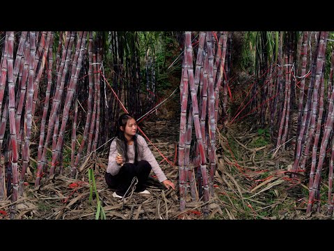 Видео: Как сделать лучший сахар из сахарного тростника?