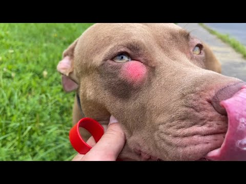 Видео: Кто напал на мою собаку??? Подсел на травку.. Новые подружки.. Спортзал.