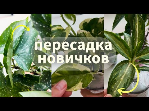 Видео: РАСТЕНИЯ ПОМОГАЮТ справляться с тревогой? Пересадка АГЛАОНЕМЫ и СЦИНДАПСУСА.