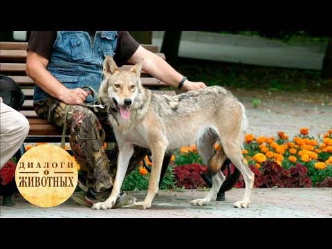 Видео: Зоопарк Ростова-на-Дону. 10 серия / Диалоги о животных @SMOTRIM_KULTURA