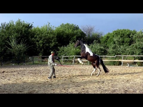 Видео: Мы купили лошадь