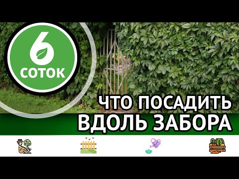 Видео: Что посадить вдоль забора. 6 соток 10.04.2023