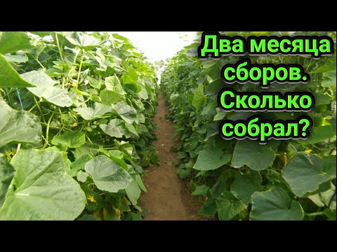 Видео: Два месяца сборов огурцов. Сколько ж собрал?