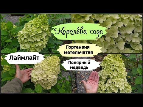 Видео: Королева сада. Метельчатая  гортензия Лаймлайт и Полярный медведь.