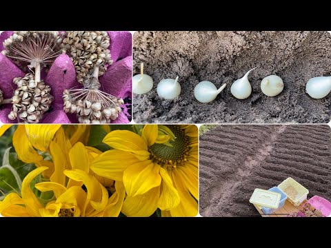Видео: Декоративный Лук • аллиум  •  осень: посадка из семян, луковиц. Время сеять и садить