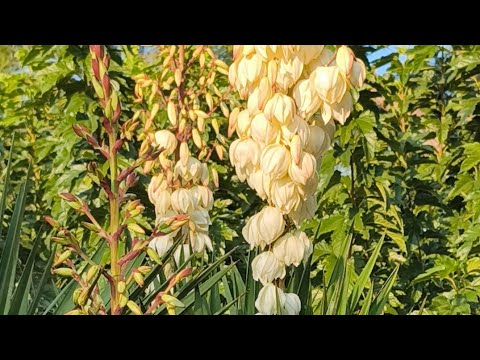 Видео: 13 октября 2025.Красивая осень, итальянская мука и посылка с Temu