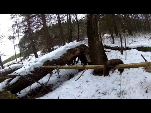 Видео: Охота на снегоходе.