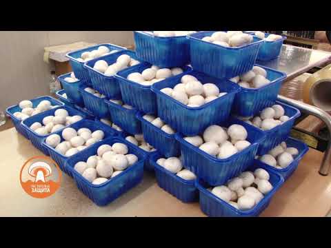 Видео: Растителна защита: Здрав компост, качествена реколта от гъби, автор: Диана Александрова