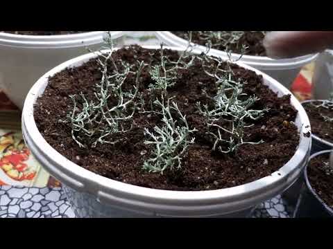 Видео: Топовый цветок калоцефалус укоренился, что дальше, "СКОЛЬКО ВЕШАТЬ В ГРАММАХ" 😁😁😁.Правило посадки.