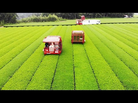 Видео: Японский Культивирование Зеленый чай - зеленый чай Farm - Зеленый чай Harvest и переработка