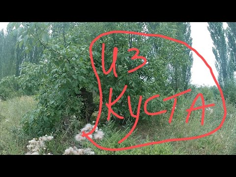 Видео: Из куста!