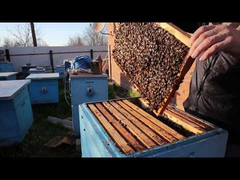 Видео: Матка сеет трутней, Что делать?