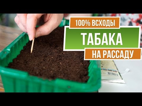 Видео: Как правильно посадить табак ✔️