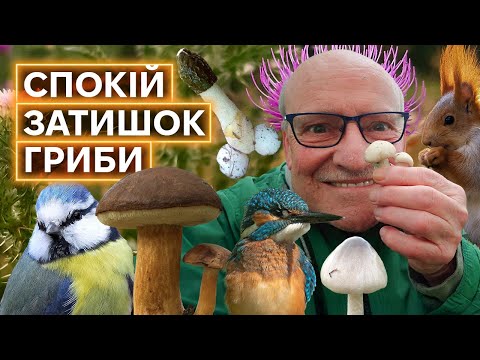 Видео: НАЙКРАЩЕ У ФЕЙСБУЦІ: нетоксичні спільноти для споглядання і заземлення 